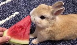 最近热门事件合集吃瓜兔